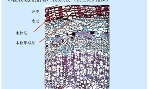 胃癌晚期喝什么汤最有营养-胃癌晚期炖什么汤,中国胃癌后期病人吃什么粥网站